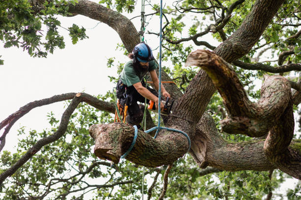 Best Residential Tree Removal  in Dekal, IL